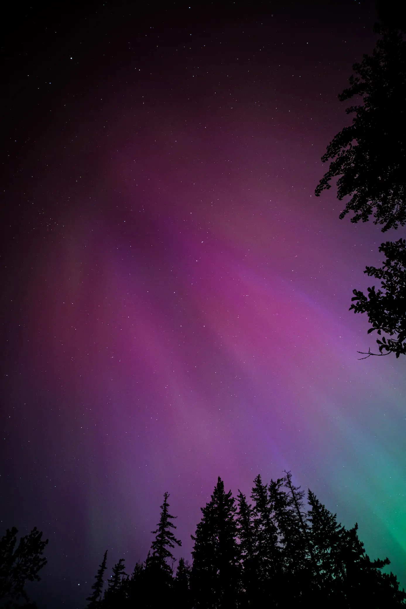 Light rays of purple and green flash across a star covered sky while trees frame out this image of the Northern Lights.