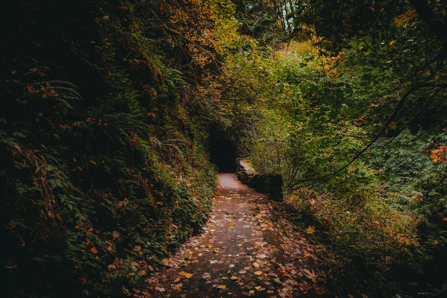 Fall in the Columbia River Gorge. Fujifilm X-T4 | 18 mm | f/4 | 1/250s | ISO 1000. Image published 2021-10-20 under The Unsplash License.