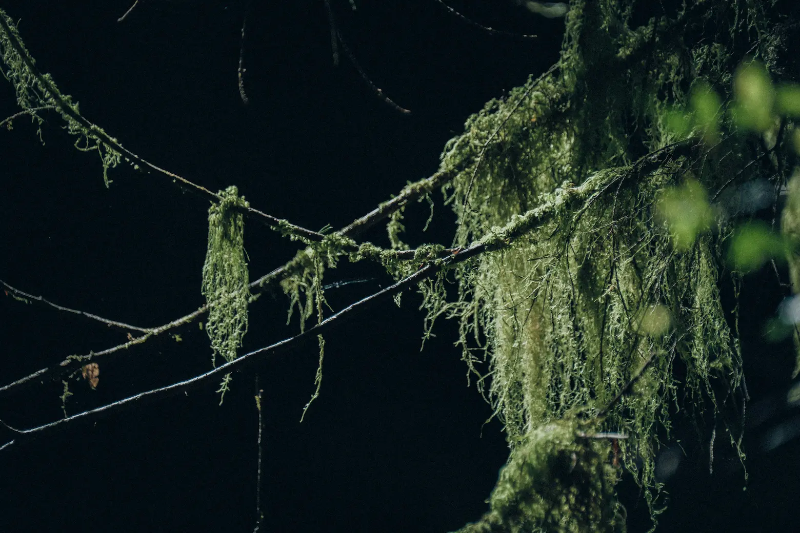 green moss in a forest